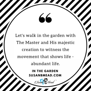 Let's walk in the garden, with The Master and His majestic creation. Let's witness the movement that shows life - abundant life.