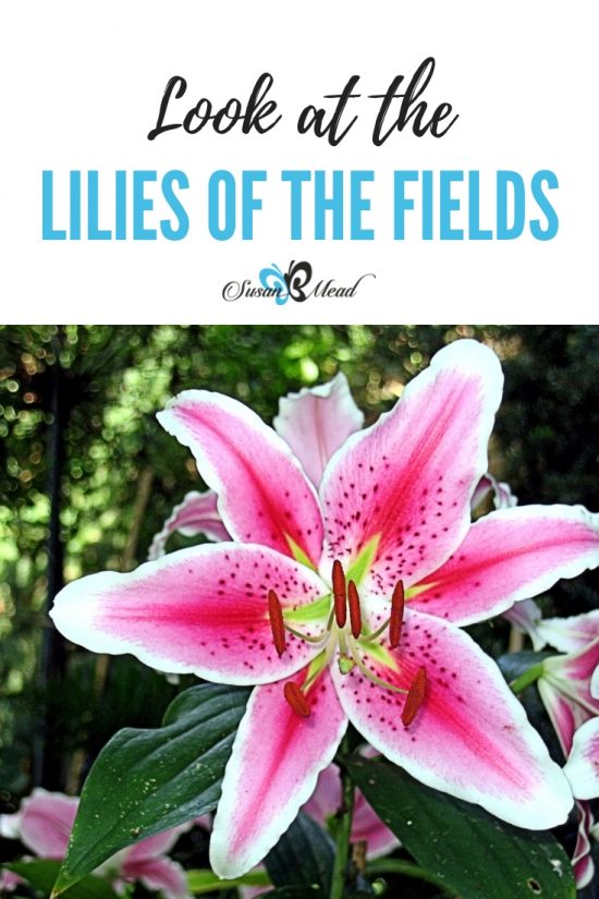 Look at the Lilies of the Fields • SusanBMead